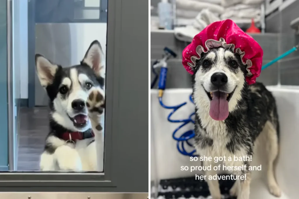 Regina Husky Mix Stages Daring Daycare Break-In After Skipping Vet Visit