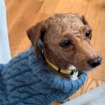 Pretzel's Path from Puppy Mill Despair to Everyday Joys