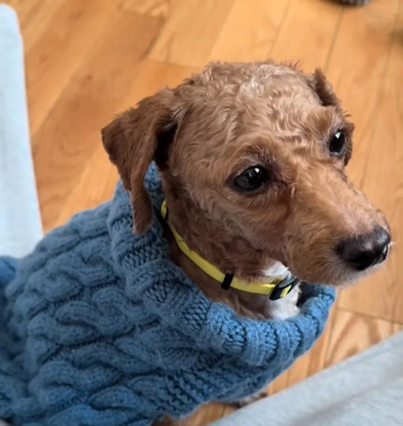 Pretzel's Path from Puppy Mill Despair to Everyday Joys