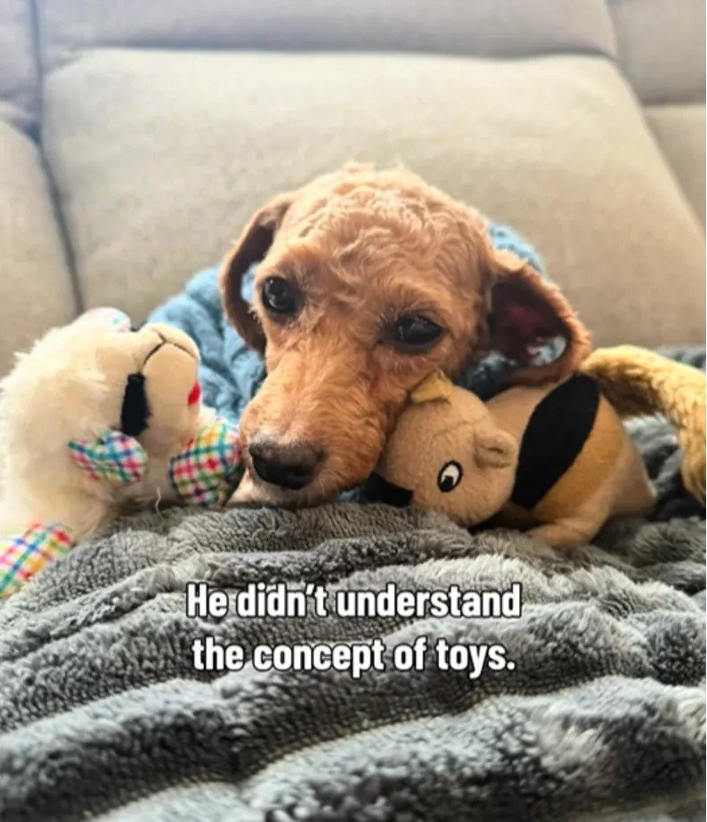 Pretzel's Path from Puppy Mill Despair to Everyday Joys