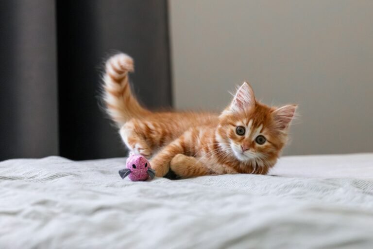 7 Simple Ways to Make Your Indoor Cat's Life More Enriching