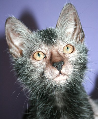 7. Lykoi: The Werewolf Cat That's Actually a Sweetheart 