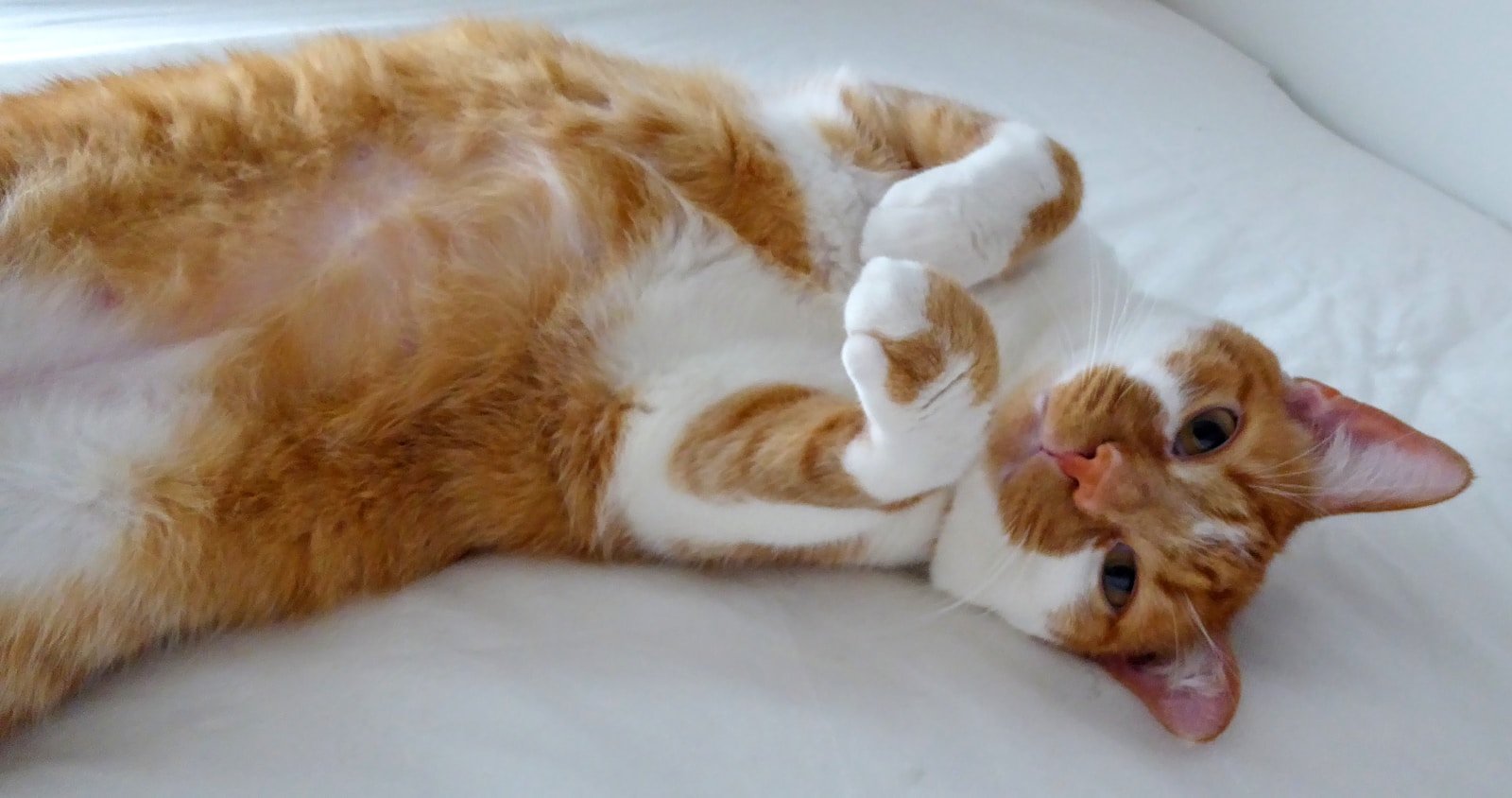 They Expose Their Belly to You