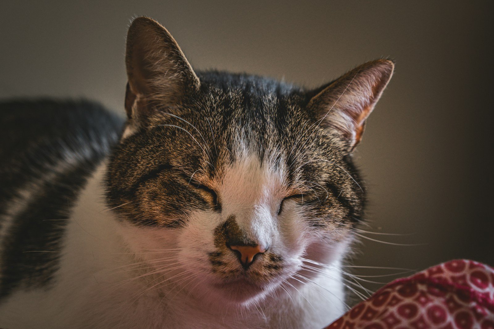 The Purr Is Not Just Comfort - It's Vibrational Healing