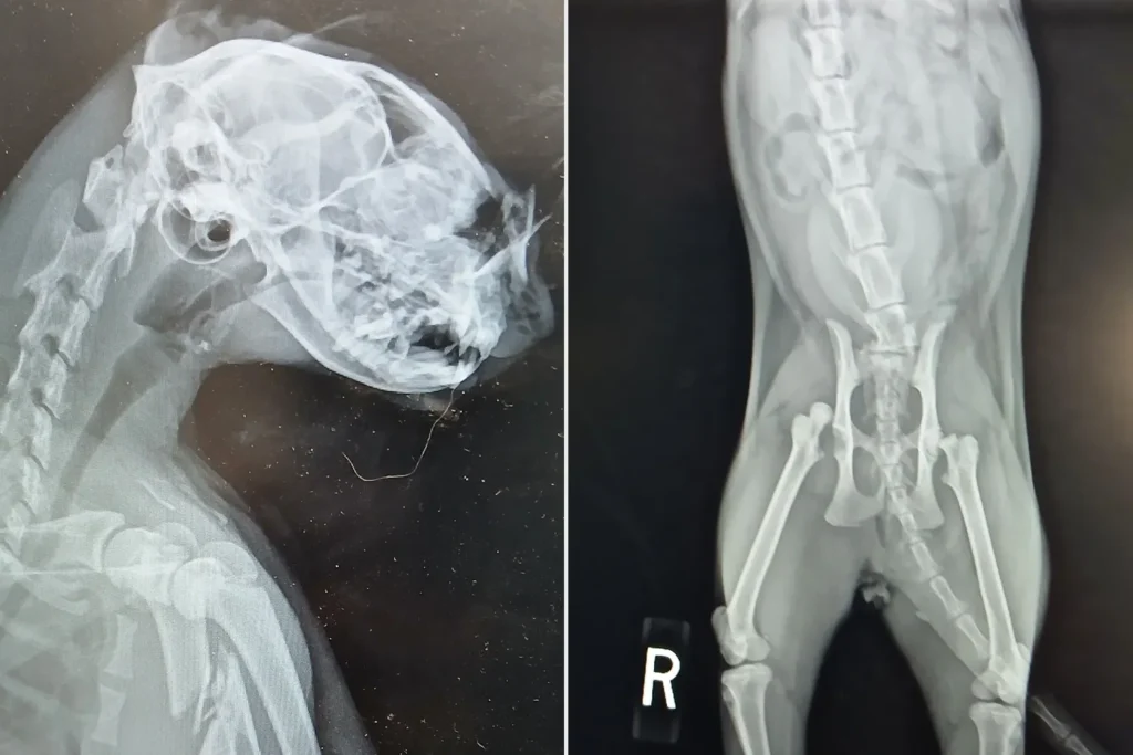 Garfield's Remarkable Fight: Young Cat Survives Train Strike on Long Island Rails