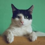 Your Cat's 'Aloof' Stare Isn't Disinterest, It's Deep Contemplation