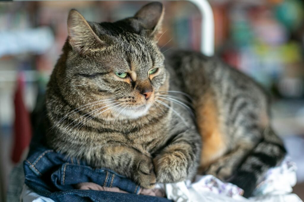 3. The Scent of Other Animals on Your Clothing 