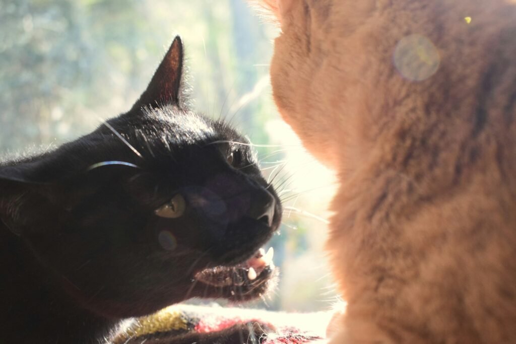 They Get Territorial When Another Pet Gets Too Close