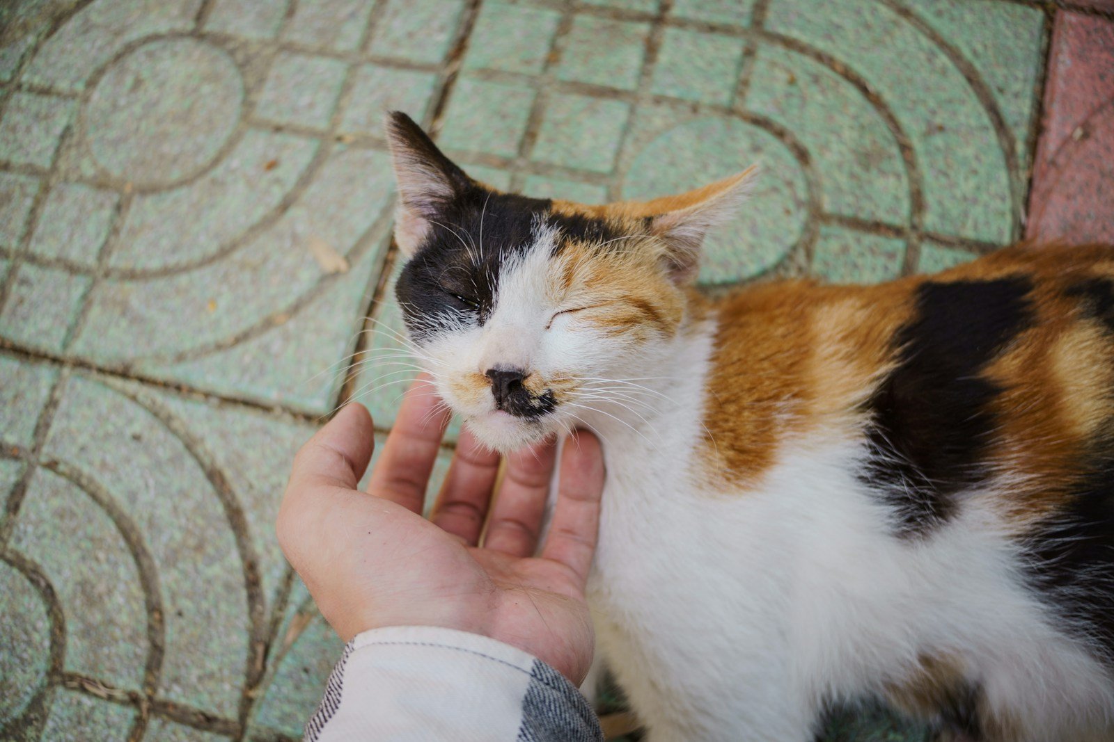 The Healing Power of the Purr