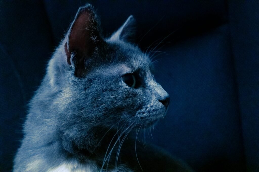 5. They Help Your Cat "See" in Complete Darkness 
