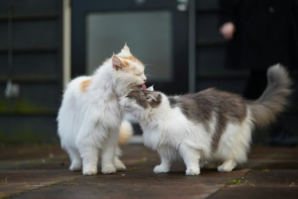 Social Grooming Between Cats Lowers Stress Hormones