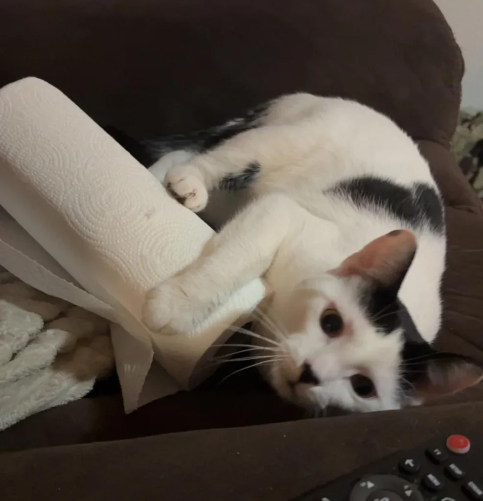 Bonded Rescue Cats Spark Adoption Frenzy—Then Kitten Surprise Upends Plans