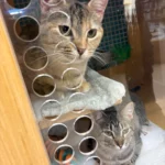 Bonded Rescue Cats Spark Adoption Frenzy—Then Kitten Surprise Upends Plans