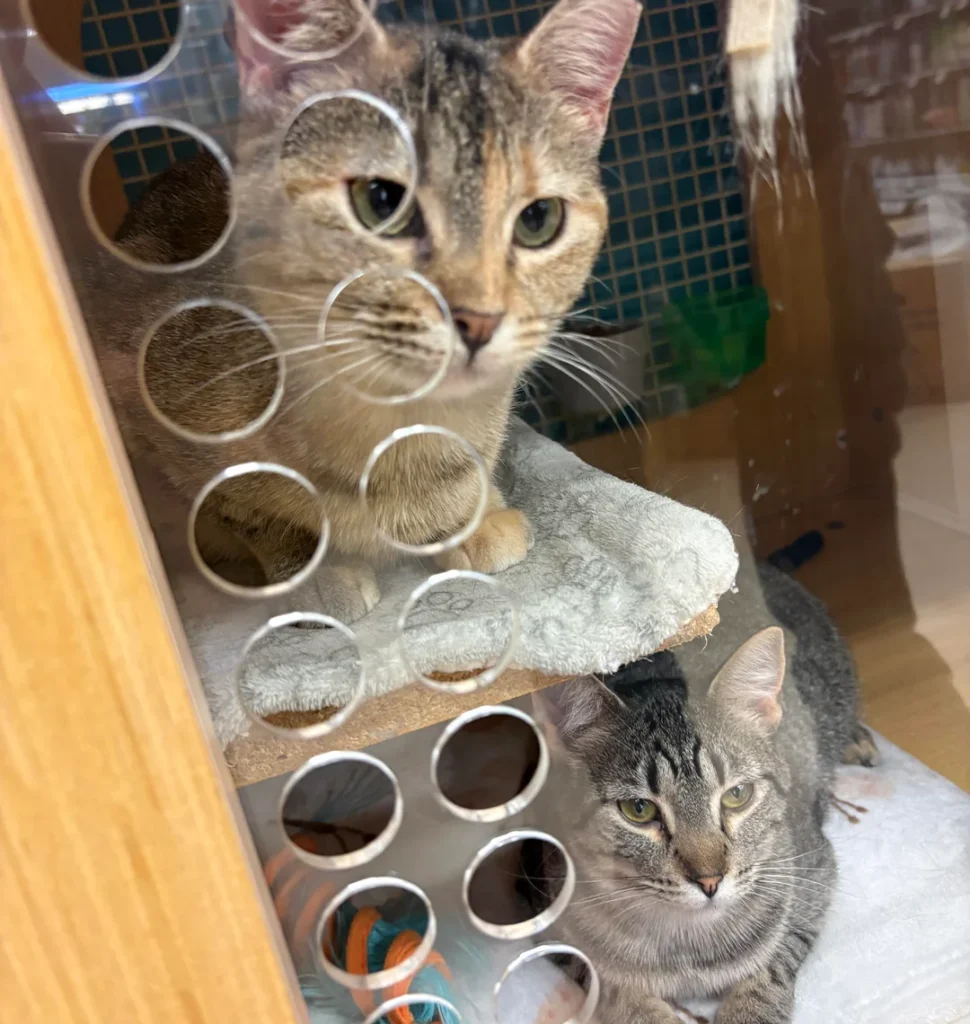 Bonded Rescue Cats Spark Adoption Frenzy—Then Kitten Surprise Upends Plans