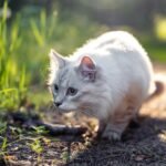 Your Cat's Hunting Instincts Are Stronger Than You Realize – Here's Why