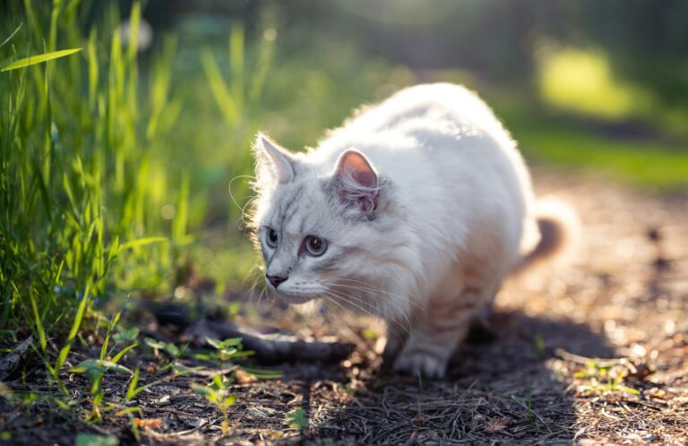 Your Cat's Hunting Instincts Are Stronger Than You Realize – Here's Why