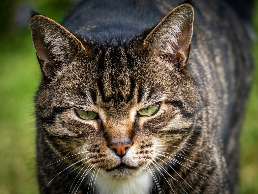 5. The Aggression Stare - Back Off Before It Escalates 