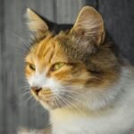 Stop Saying 'Just a Cat': Their Intelligence Will Astonish You