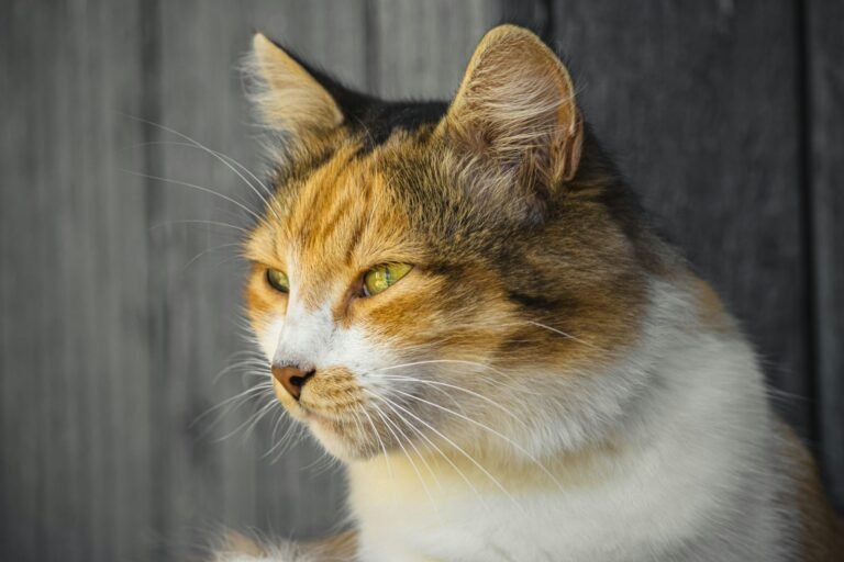 Stop Saying 'Just a Cat': Their Intelligence Will Astonish You