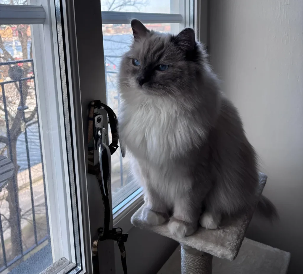 From Pet-Sitting Assignment to Permanent Bond: Ragdoll Kitten's Surprising Adoption Story