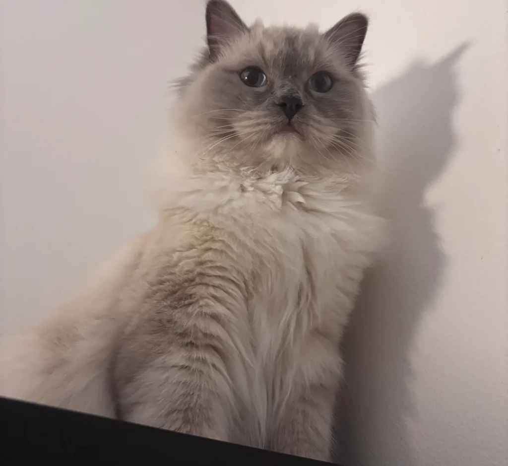 From Pet-Sitting Assignment to Permanent Bond: Ragdoll Kitten's Surprising Adoption Story