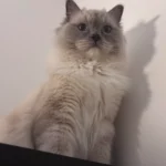 From Pet-Sitting Assignment to Permanent Bond: Ragdoll Kitten's Surprising Adoption Story