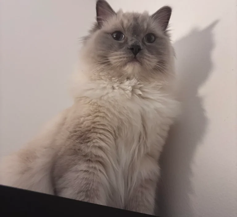 From Pet-Sitting Assignment to Permanent Bond: Ragdoll Kitten's Surprising Adoption Story