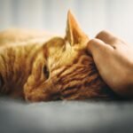 What Are the Best Ways to Comfort a Stressed or Anxious Cat?
