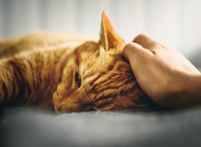 What Are the Best Ways to Comfort a Stressed or Anxious Cat?