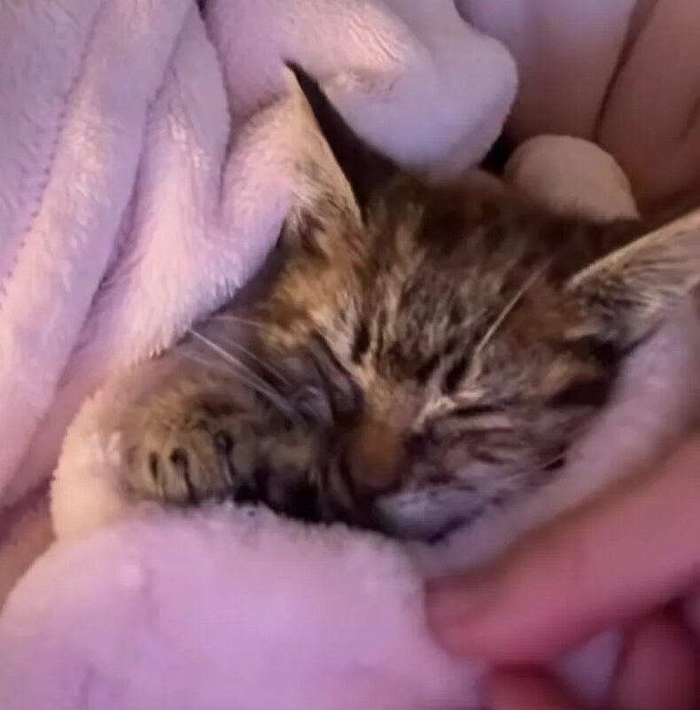 Atlanta Woman Rescues Freezing Kitten with Sealed Eyes, Leads It to Full Recovery