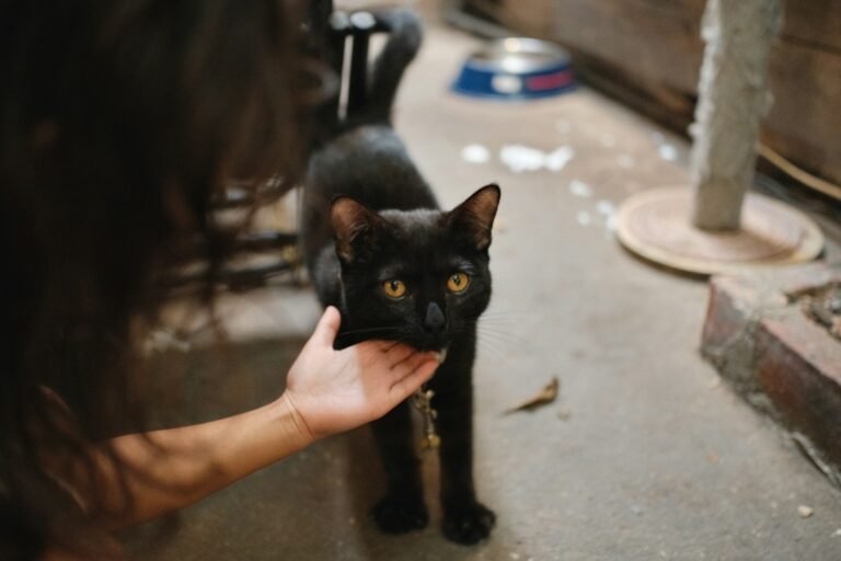 9 Sneaky Ways Your Cat Shows You Undying Loyalty (Even When They're Aloof)