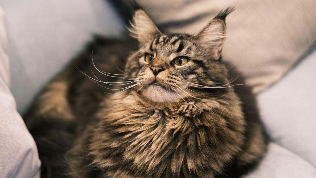 1. Maine Coon: The Gentle Giant That Welcomes Everyone