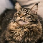 9 Cat Breeds That Love to Talk (and 5 That Prefer Quiet Cuddles)