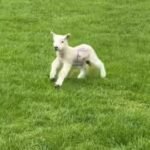 Lamb's Joyful Dash Toward Dog Walker Creates Viral Sensation