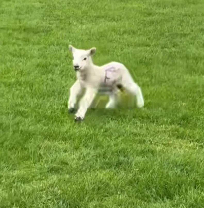 Lamb's Joyful Dash Toward Dog Walker Creates Viral Sensation