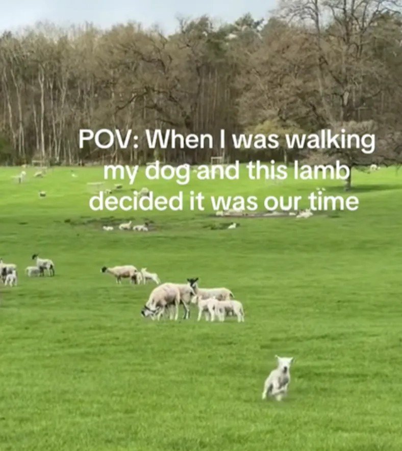 Lamb's Joyful Dash Toward Dog Walker Creates Viral Sensation