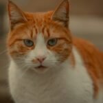 Are You Accidentally Annoying Your Cat? Subtle Signs You Might Be