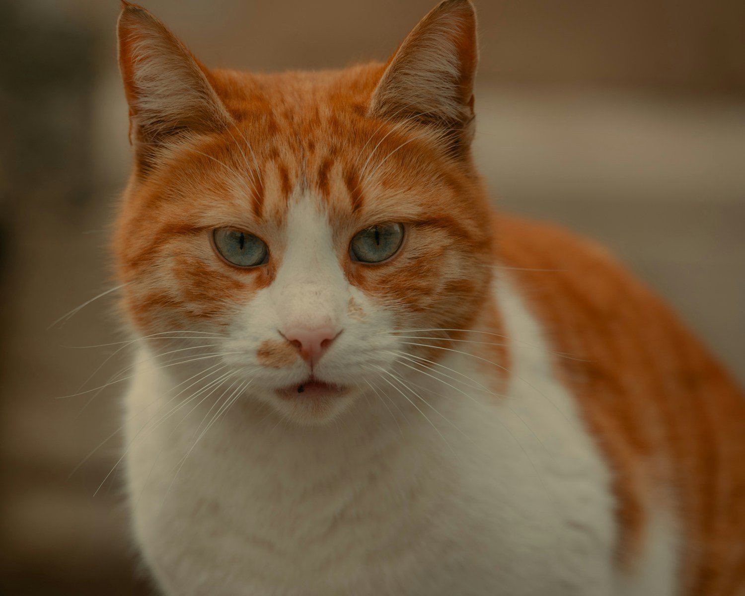 Your Cat Reads Your Emotions More Carefully Than You Realize 