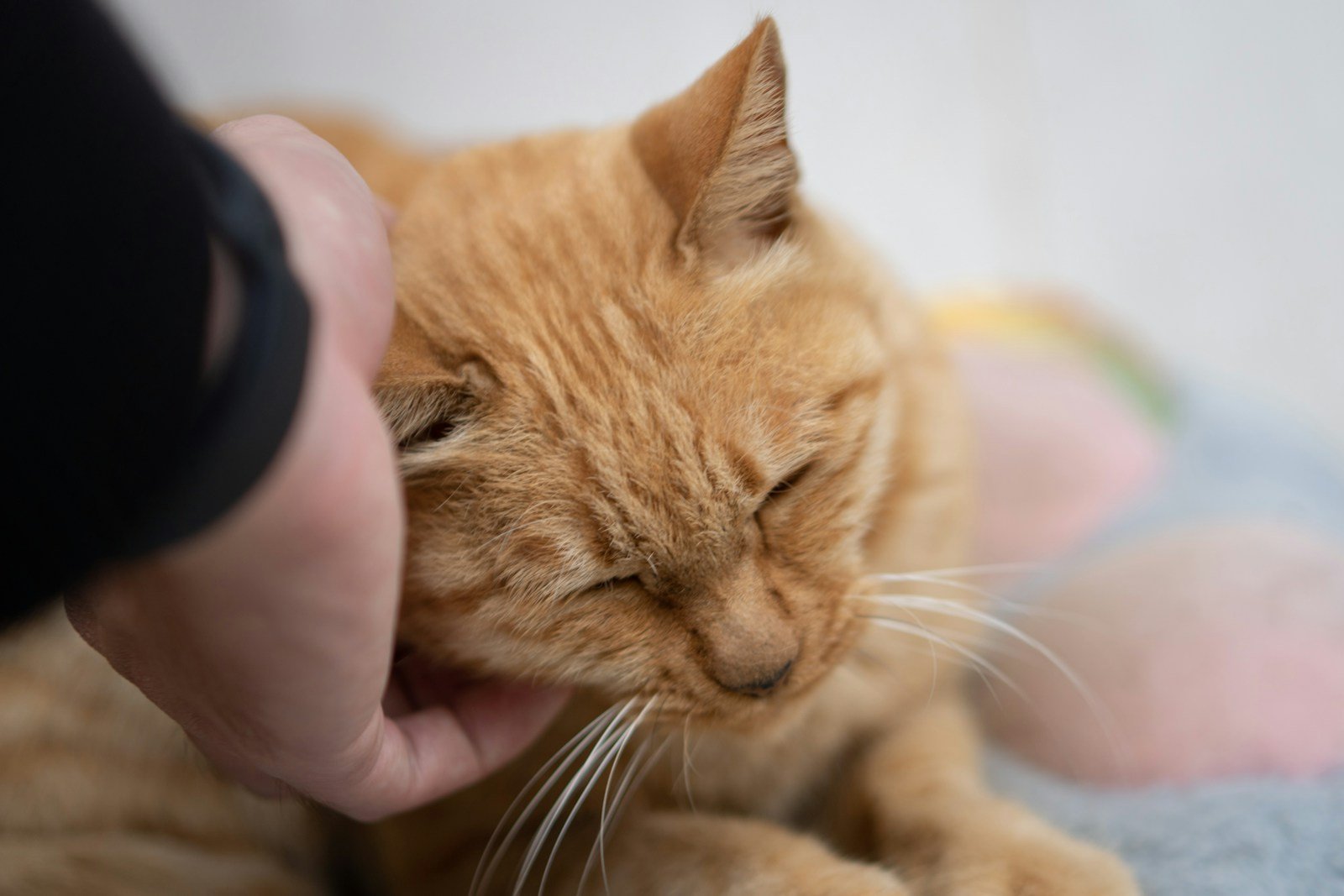 Purring: More Than Just Contentment 
