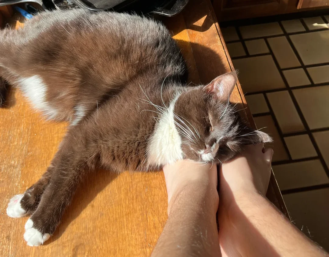 Curling Up at Your Feet: Comfort With an Exit Plan