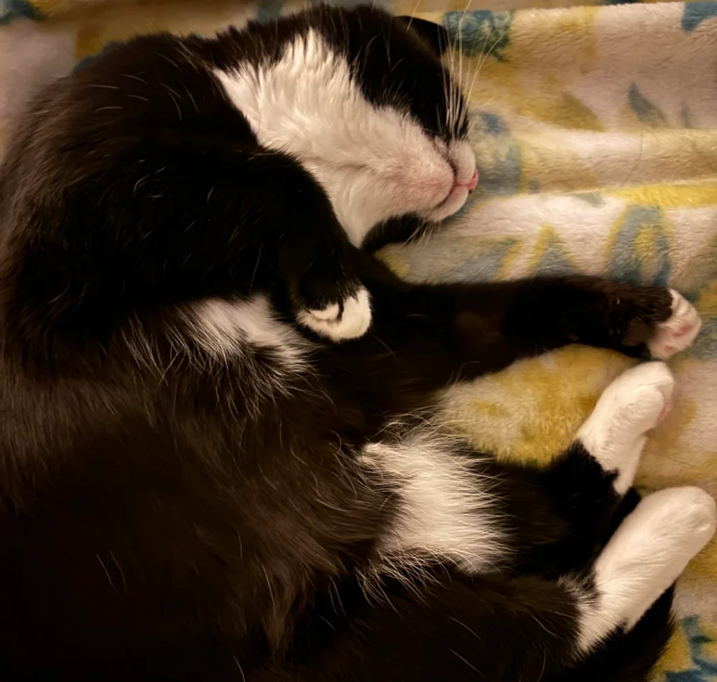From Shelter Rejection to Bedside Loyalist: Cat's Three-Year Snuggle Story Goes Viral
