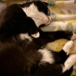 From Shelter Rejection to Bedside Loyalist: Cat's Three-Year Snuggle Story Goes Viral