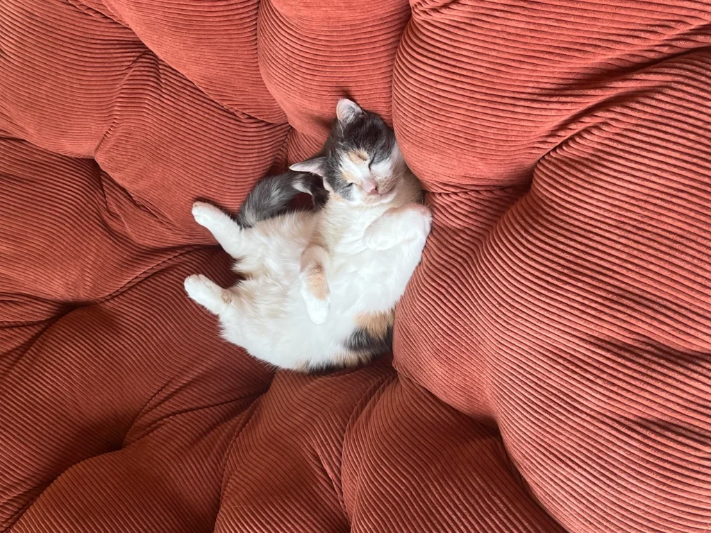 Routine Vet Checkup for Rescue Cat Reveals Lung Cancer, Leading to Sudden Farewell