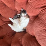 Routine Vet Checkup for Rescue Cat Reveals Lung Cancer, Leading to Sudden Farewell