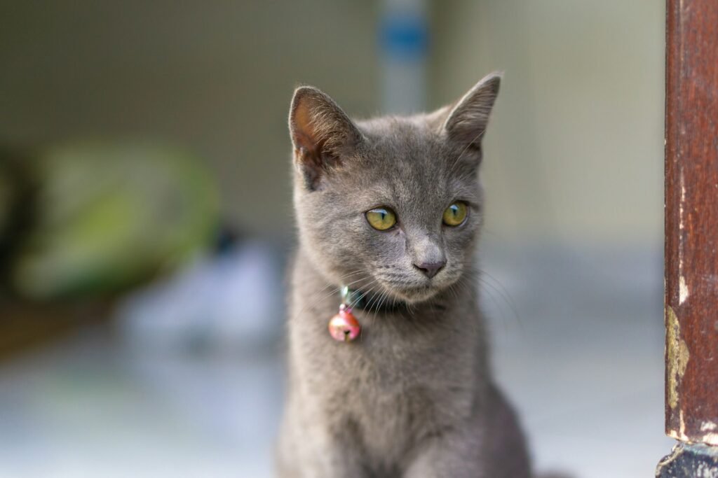 Strangers Trigger the Avoidance Even More