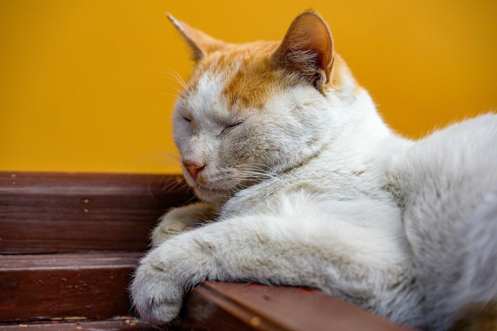 Synthetic Pheromones for Extra Reassurance 