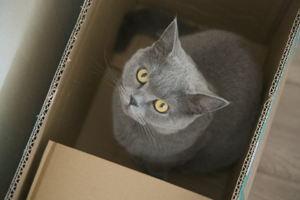 The Evolutionary Blueprint Behind the Box 