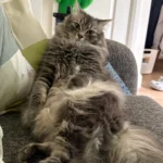 Sick Day Surprise: Owner Discovers Rescue Cat's Ultimate Relaxation Routine