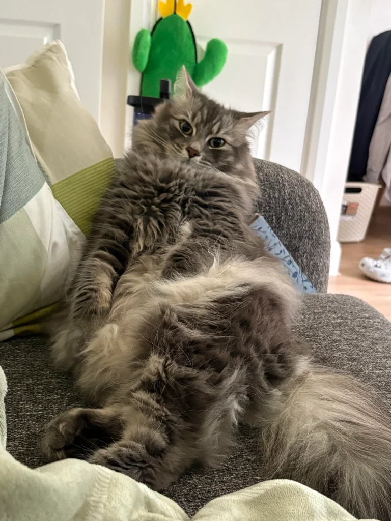 Sick Day Surprise: Owner Discovers Rescue Cat's Ultimate Relaxation Routine