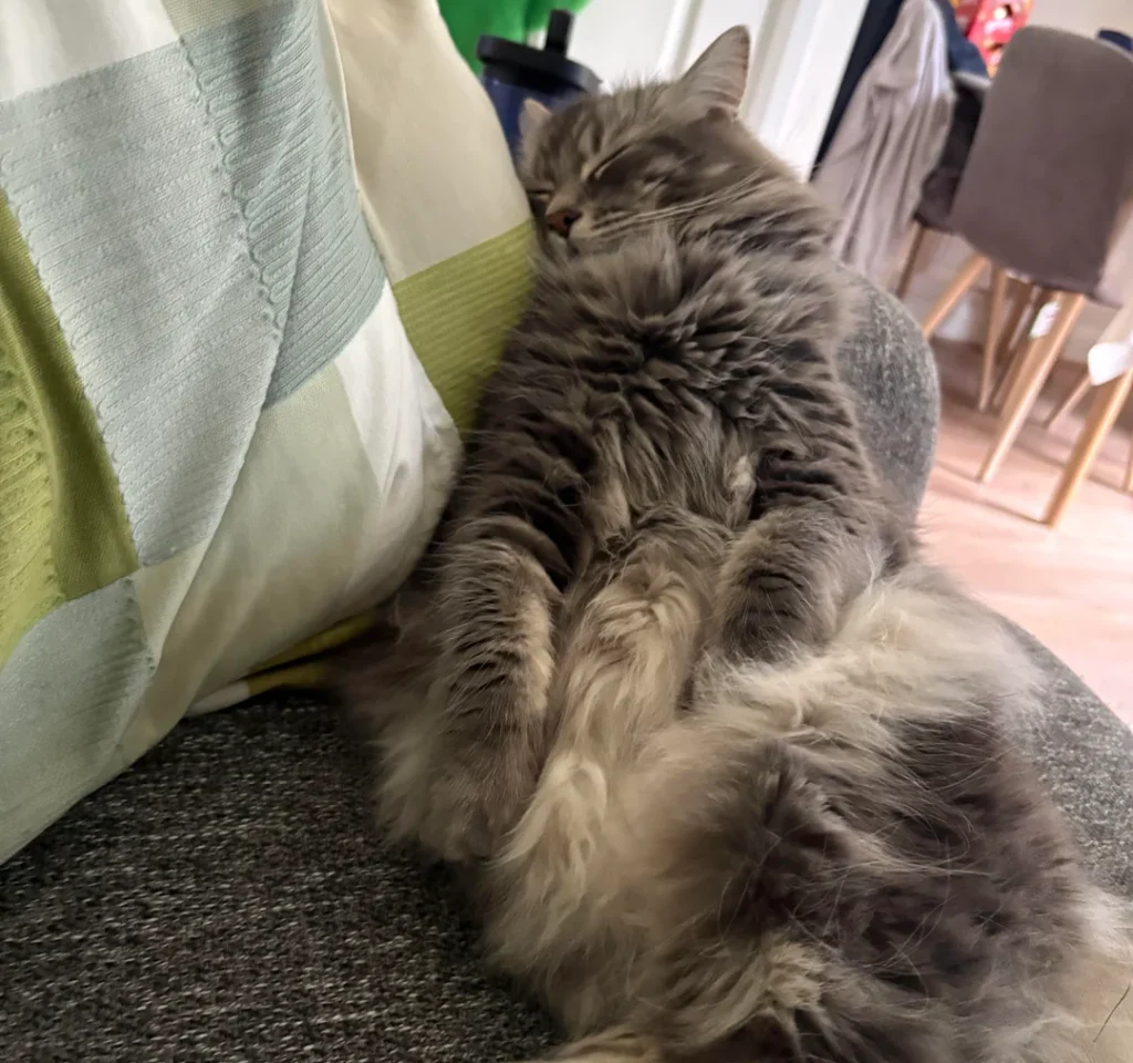 Sick Day Surprise: Owner Discovers Rescue Cat's Ultimate Relaxation Routine